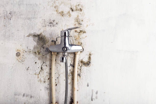 Best Mold Damage Repair  in Lake Los Angeles, CA