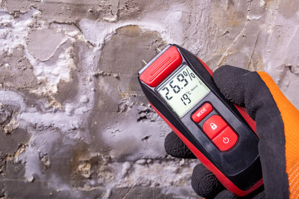 Trusted Lake Los Angeles, CA Mold Removal Experts