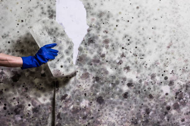 Best Mold Remediation  in Lake Los Angeles, CA