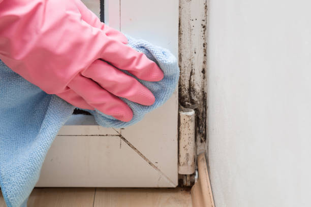 Best Certified Mold Removal  in Lake Los Angeles, CA