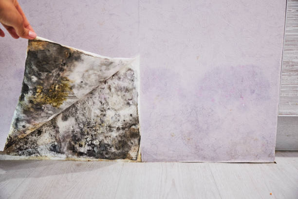Best Local Mold Removal Service  in Lake Los Angeles, CA